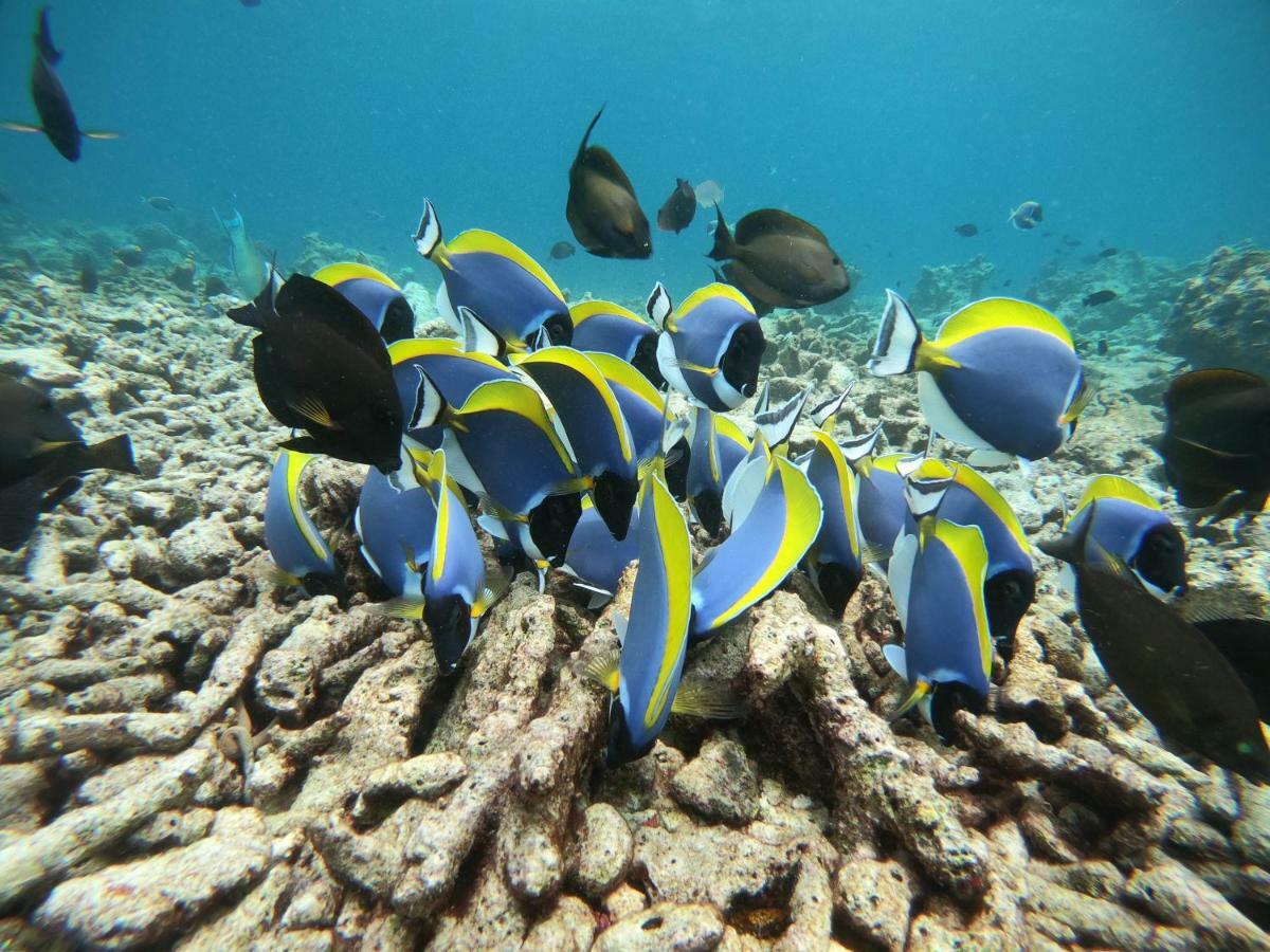 Hudhuvelimaldives Otel Omadhoo Dış mekan fotoğraf
