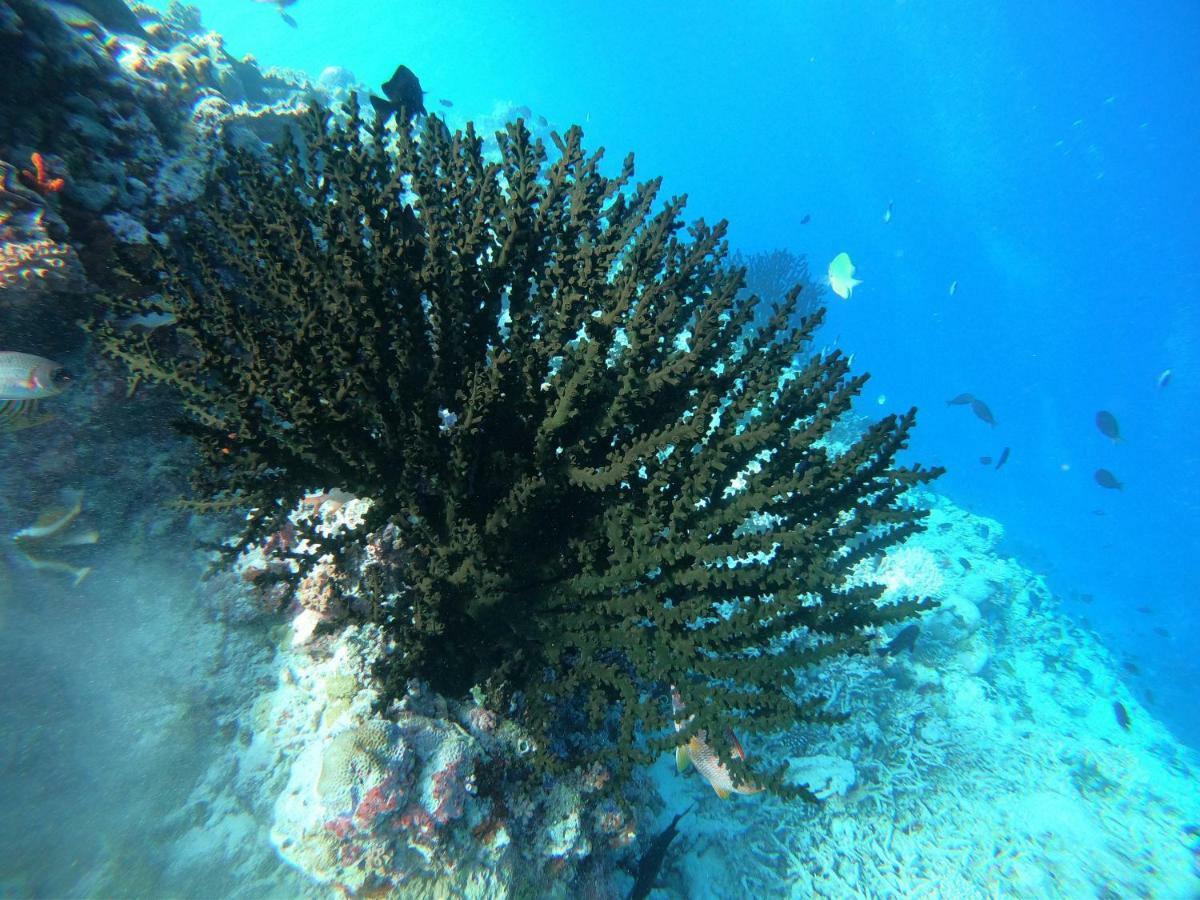 Hudhuvelimaldives Otel Omadhoo Dış mekan fotoğraf
